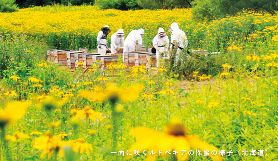 Workers at Sugi Bee Farm